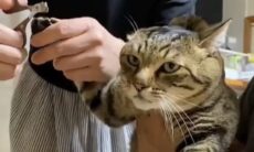 Vídeo hilário: gato demonstra toda a sua 'felicidade' ao ter as unhas cortadas