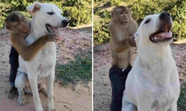 Vídeo hilário: cachorro demonstra paciência infinita com macaco pentelho