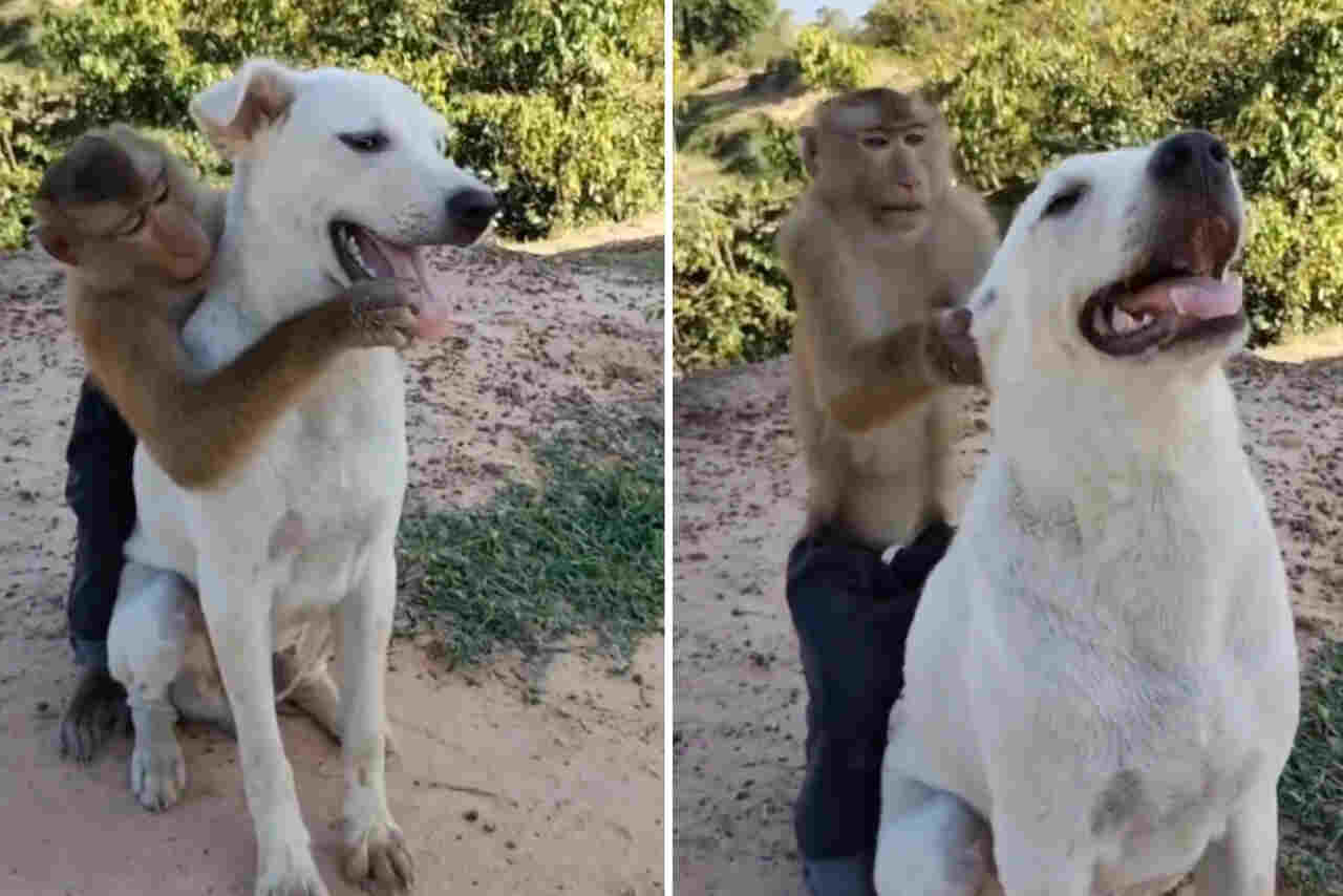 Vídeo hilário: cachorro demonstra paciência infinita com macaco pentelho