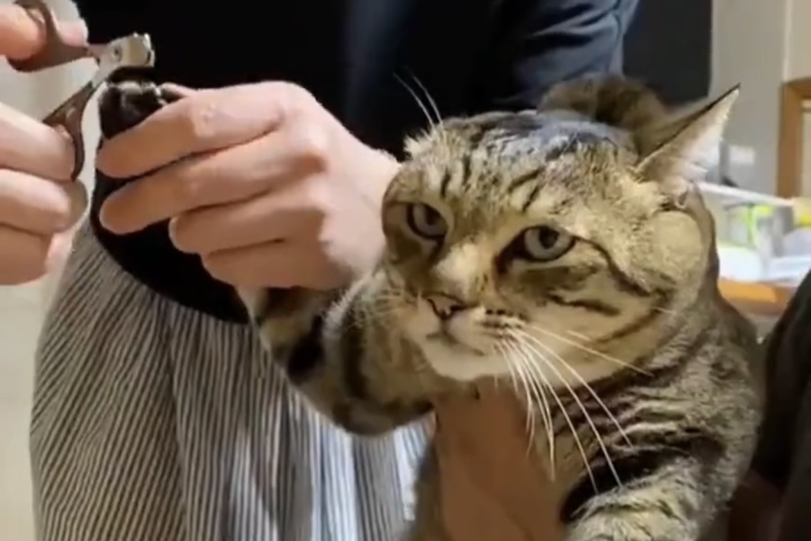 Vídeo hilário: gato demonstra toda a sua 'felicidade' ao ter as unhas cortadas