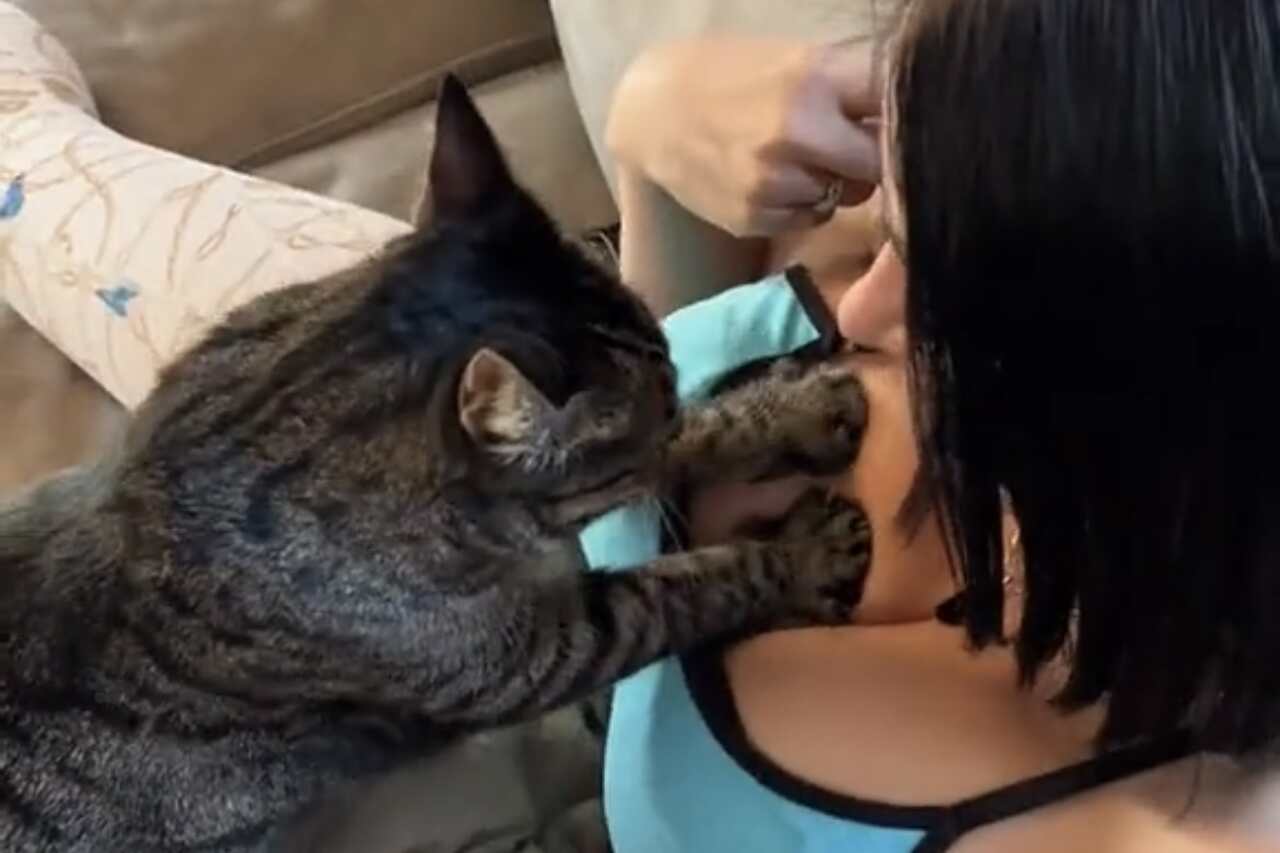 Vídeo hilário: gato 'depravado' massageia os seios da dona