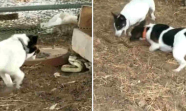 Vídeo impressionante: 3 cães enfrentam uma cobra em luta feroz