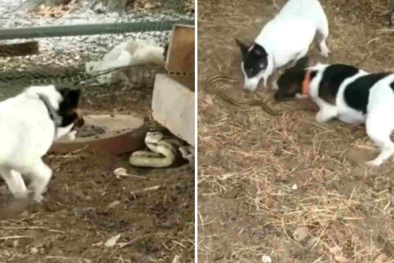 Vídeo impressionante: 3 cães enfrentam uma cobra em luta feroz