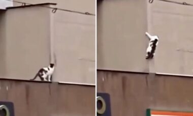 Vídeo hilário: gatos deixam Tom Cruise no chinelo quando estão em uma missão impossível