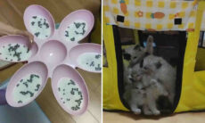 Vídeo hilário: você jamais verá filhotes de gato mais gulosos que esses