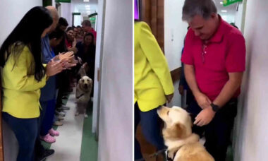 Vídeo comovente: cão baleado em assalto é aplaudido ao sair do hospital