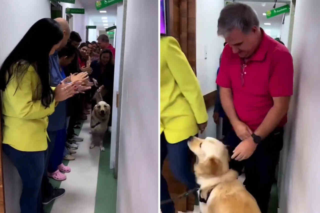 Vídeo comovente: cão baleado em assalto é aplaudido ao sair do hospital