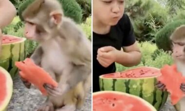 Vídeo fofo: homem e macaco dividem uma deliciosa melancia