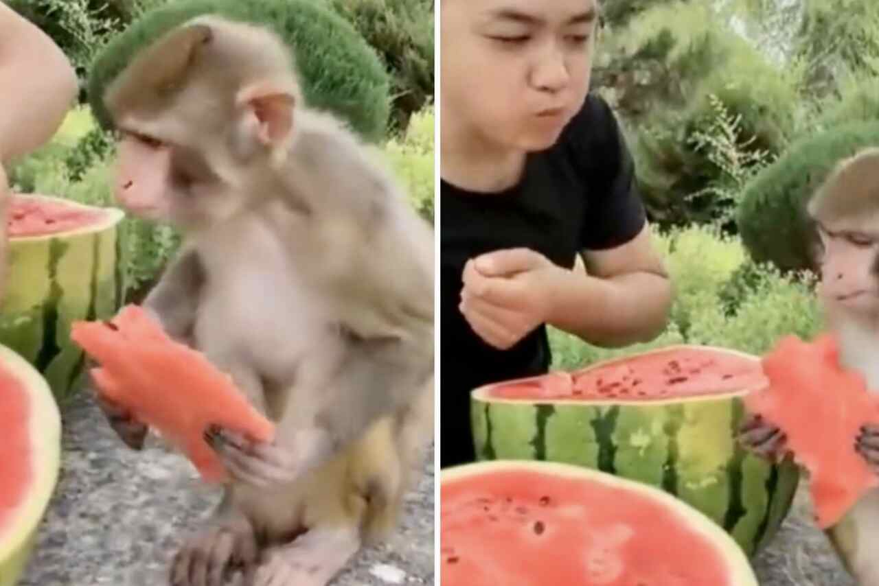 Vídeo fofo: homem e macaco dividem uma deliciosa melancia