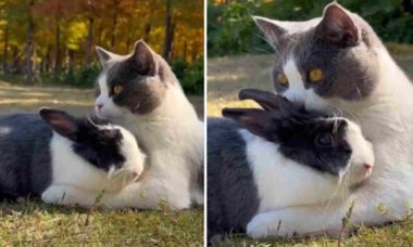 Vídeo fofo: gato e coelho são tão amigos que acabaram ficando parecidos