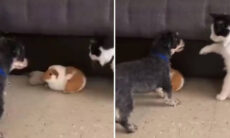 Vídeo hilário: cão protege porquinho-da-índia contra ataque de gato nervosinho