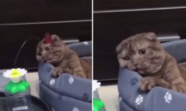 Vídeo hilário: nada é capaz de entreter gato extremamente entediado