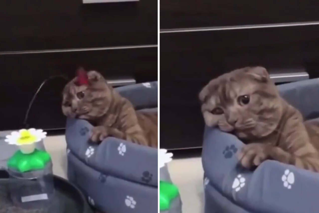 Vídeo hilário: nada é capaz de entreter gato extremamente entediado