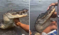 Vídeo impressionante: homem trata jacaré como animal de estimação