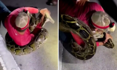 Vídeo: com muita luta, caçadores capturam cobra python com quase 6 metros