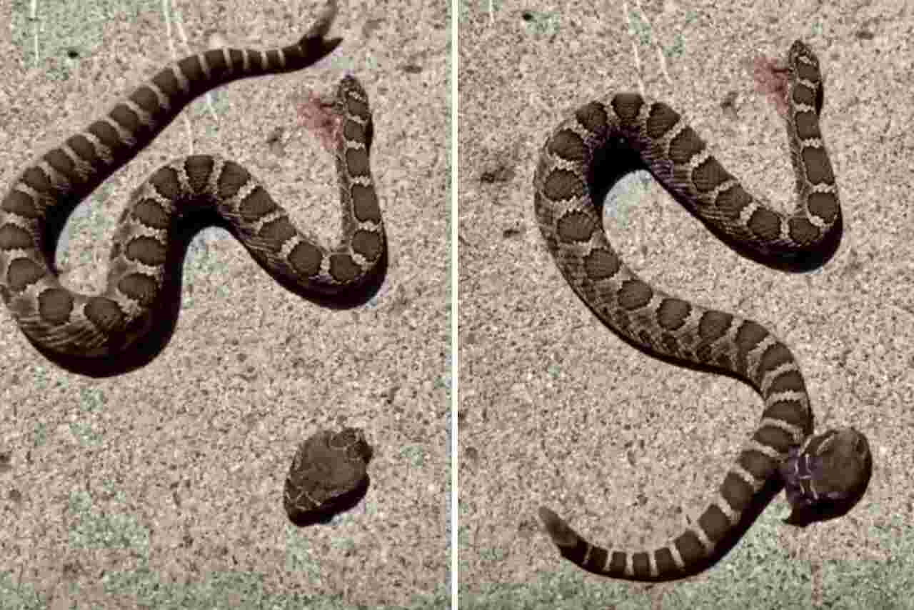 Imagem forte: cobra decapitada ataca o seu próprio corpo