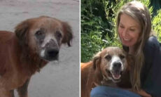 Vídeo mostra a impressionante mudança em cão abandonado na fronteira do México com os EUA