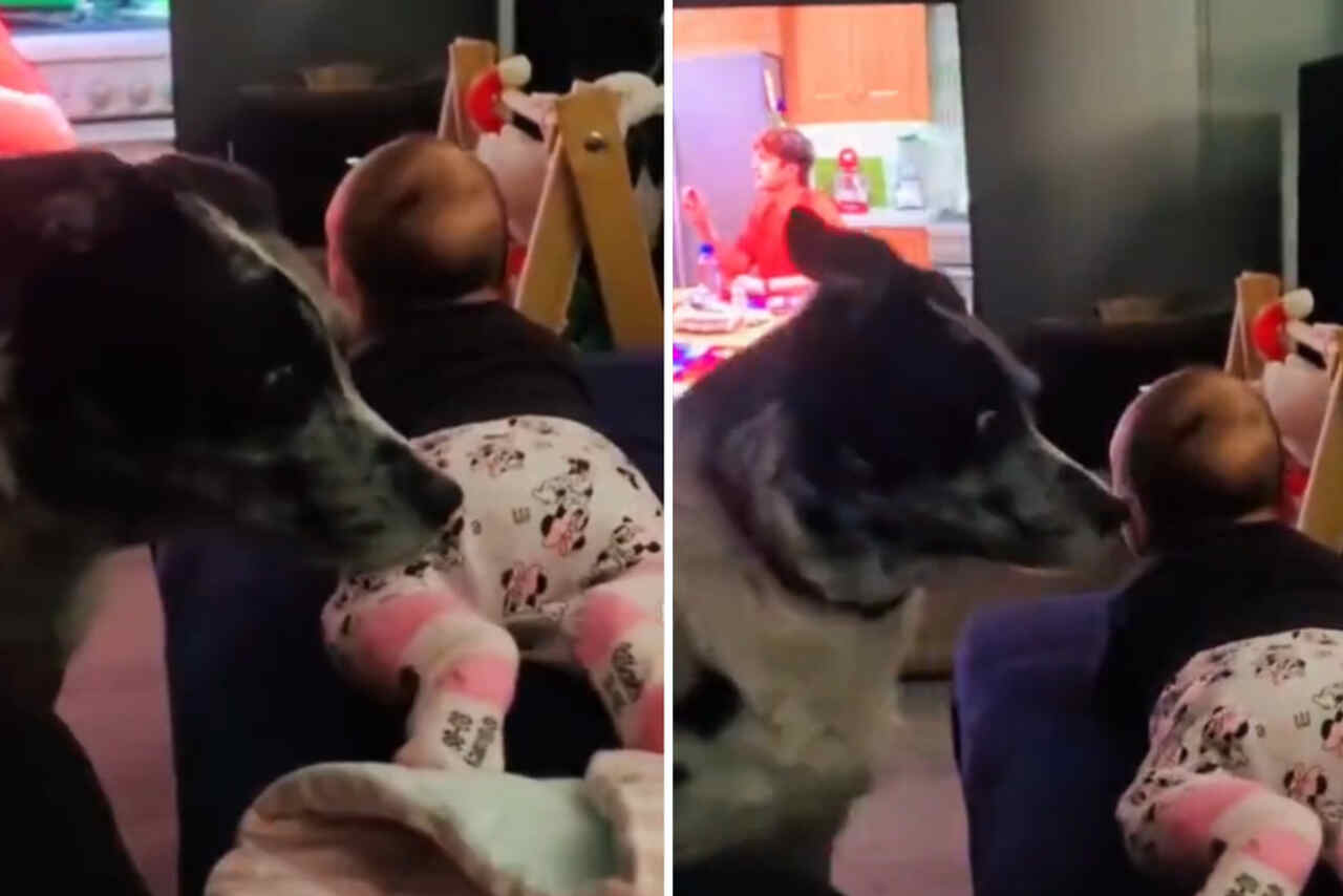 Vídeo hilário: cão fareja bebê e se assusta com cheiro inesperado