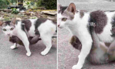 Vídeo: gato banca o canguru e passeia com macaquinho pendurado na barriga