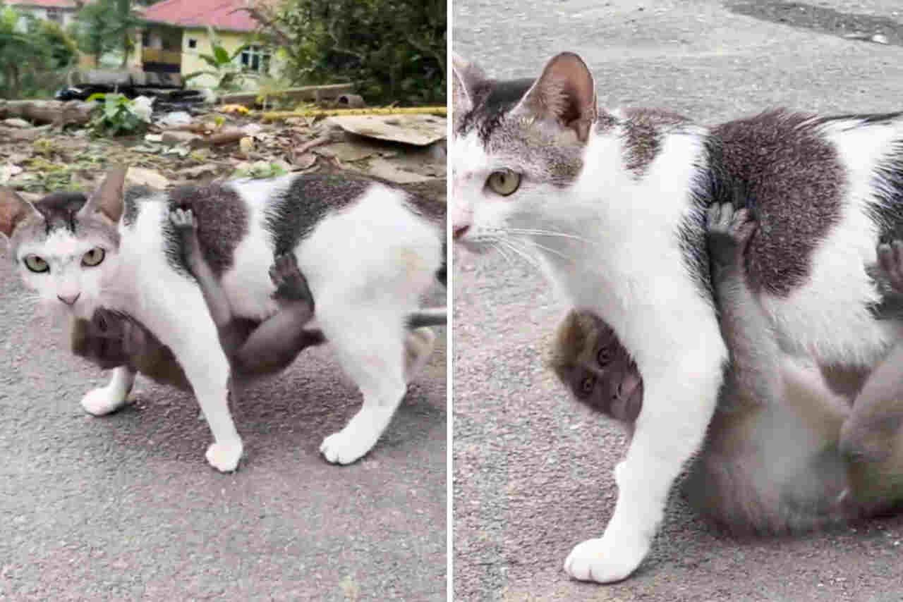 Vídeo: gato banca o canguru e passeia com macaquinho pendurado na barriga