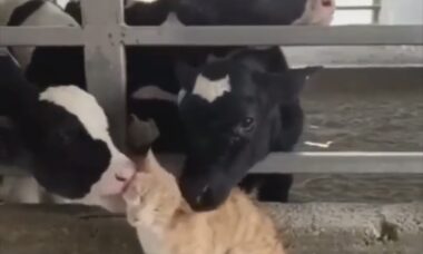 Vídeo fofo: vacas promovem ataque de carícias a um gato