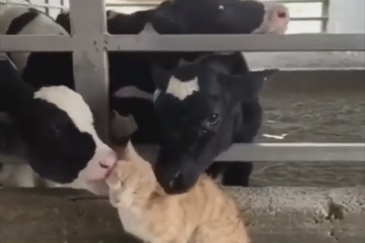 Vídeo fofo: vacas promovem ataque de carícias a um gato