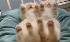 Esse é o vídeo mais fofo de gatos dormindo que você vai ver hoje