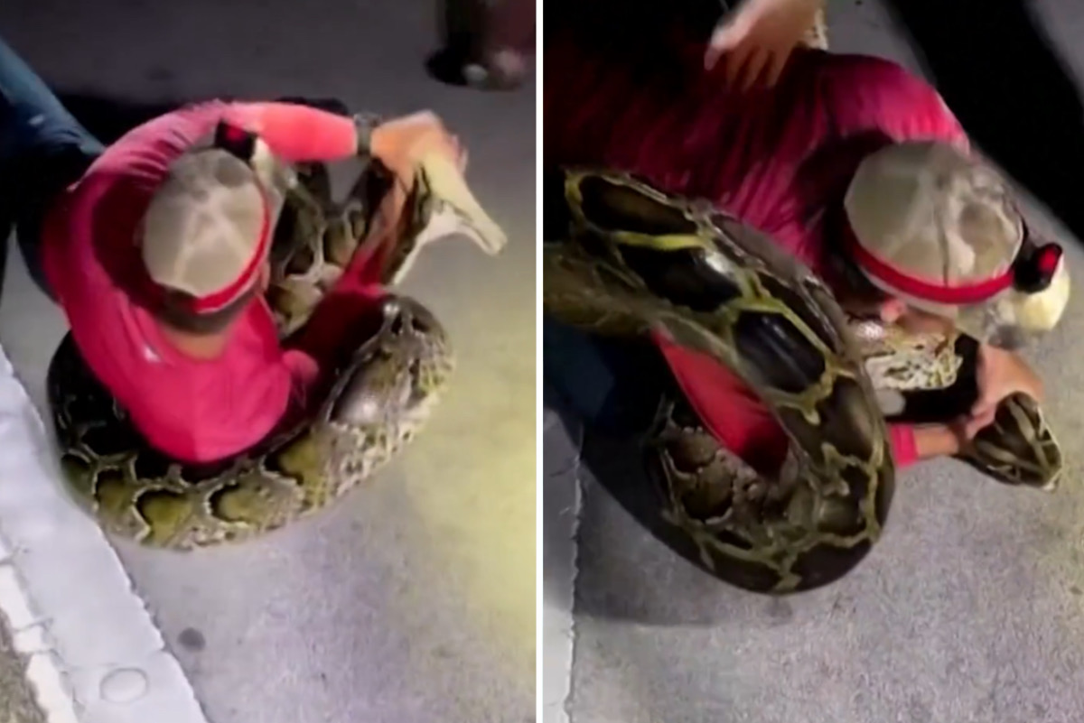 Vídeo: com muita luta, caçadores capturam cobra python com quase 6 metros
