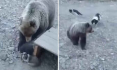 Imagens fortes: vídeo mostra cães protegendo ninhada contra urso feroz