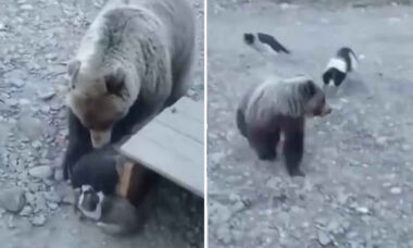 Imagens fortes: vídeo mostra cães protegendo ninhada contra urso feroz