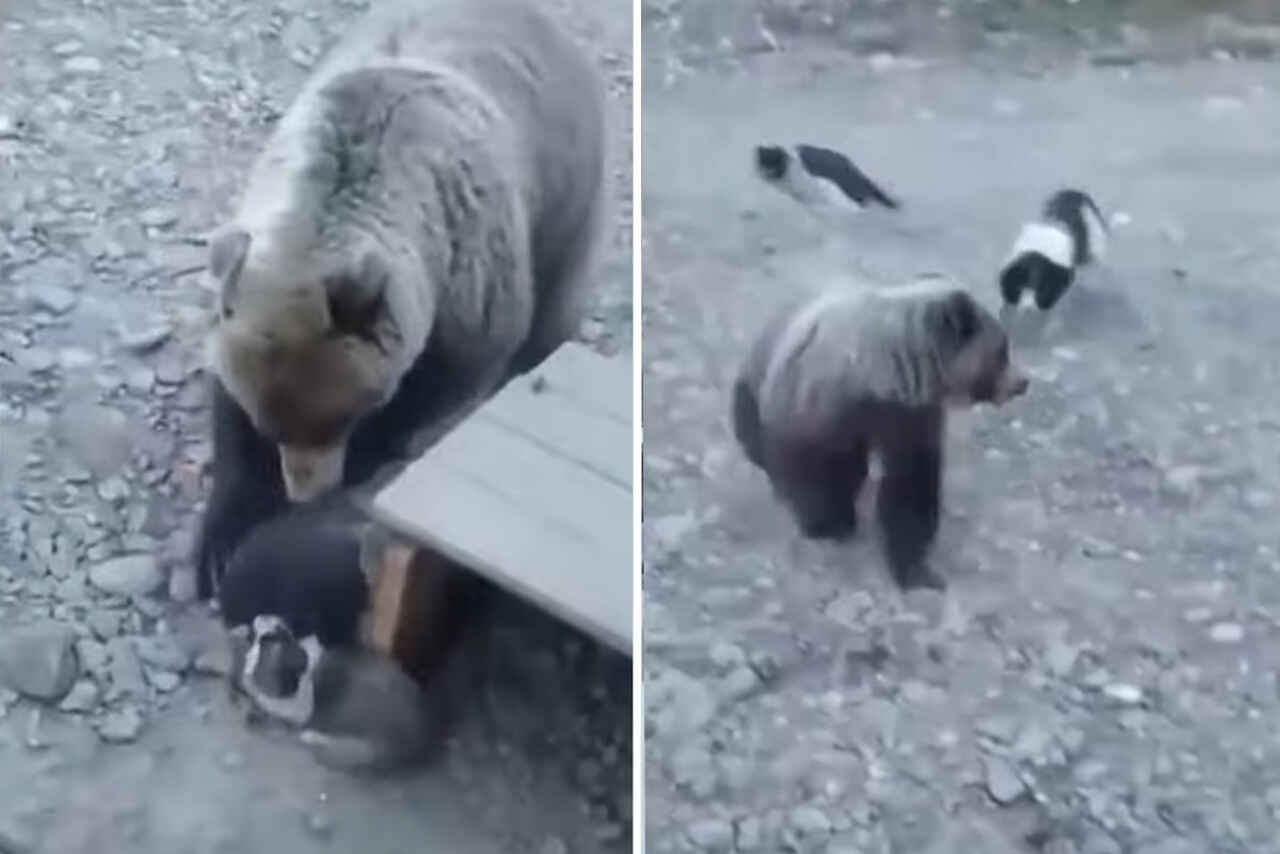 Imagens fortes: vídeo mostra cães protegendo ninhada contra urso feroz
