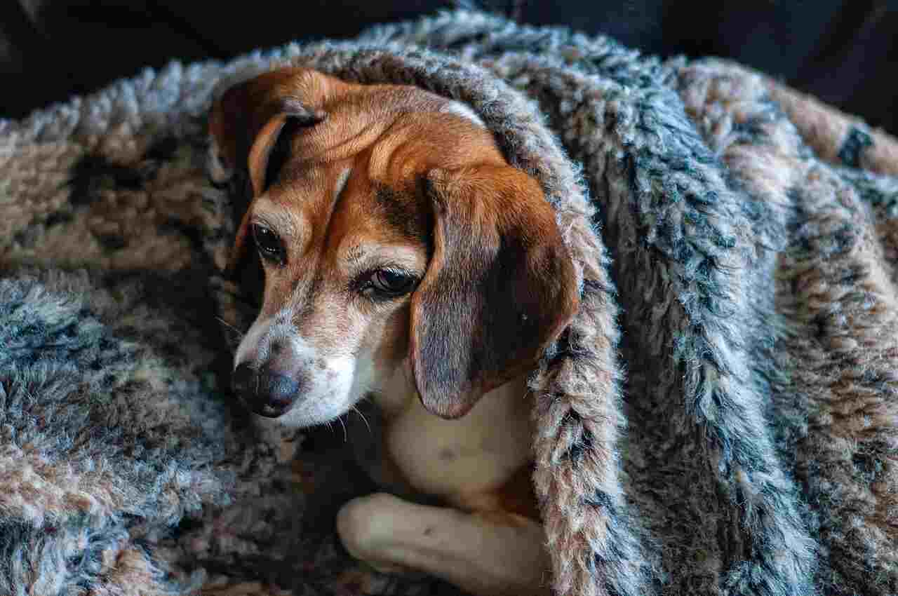 Mesmo no frio do inverno é preciso proteger seu pet contra pulgas e carrapatos