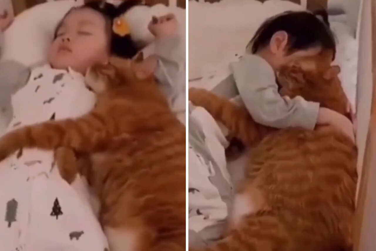 Vídeos fofos registram a ligação entre gatos e crianças