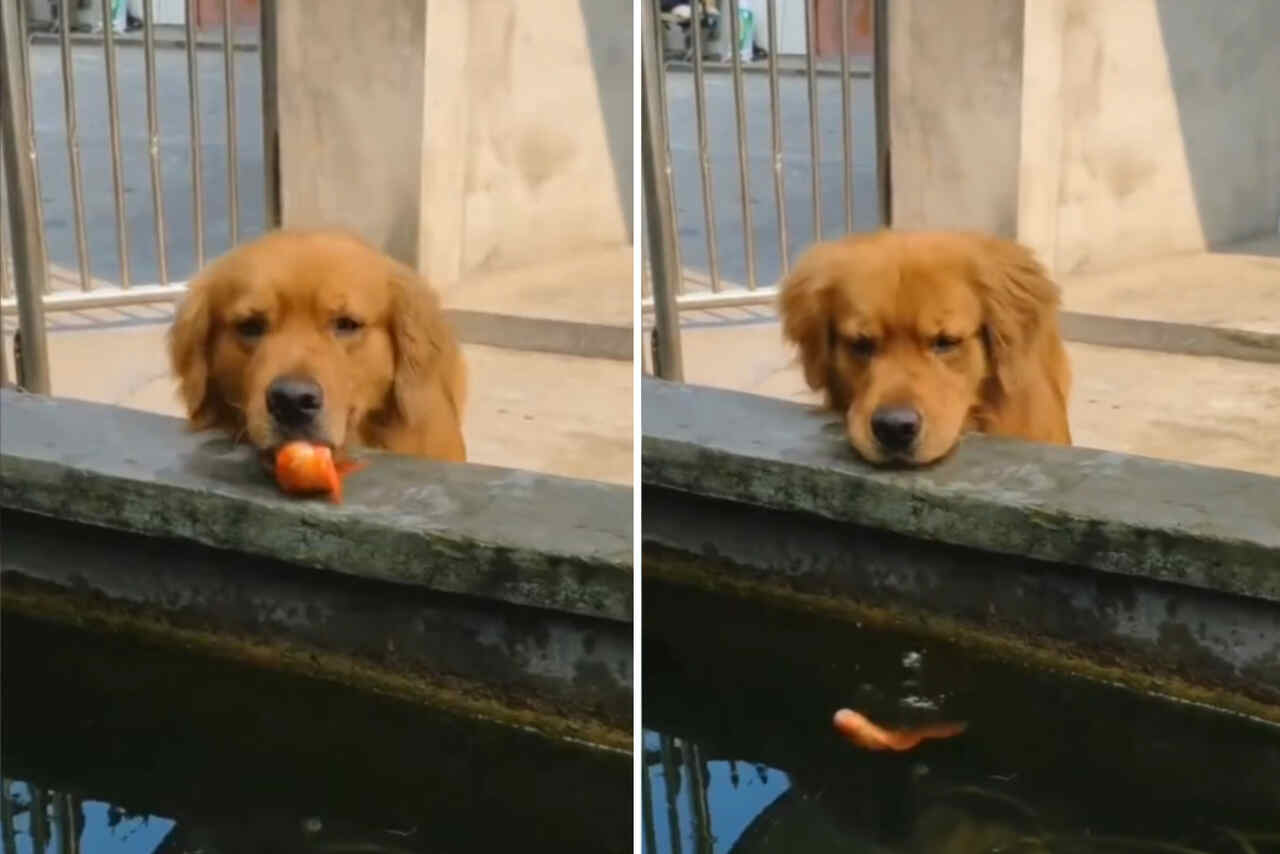 فيديو مؤثر: الكلب يبذل كل ما في وسعه لإحياء سمكة