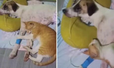 Vídeo fofo: Gato solidário se recusa a sair do lado de cão amigo que está doente