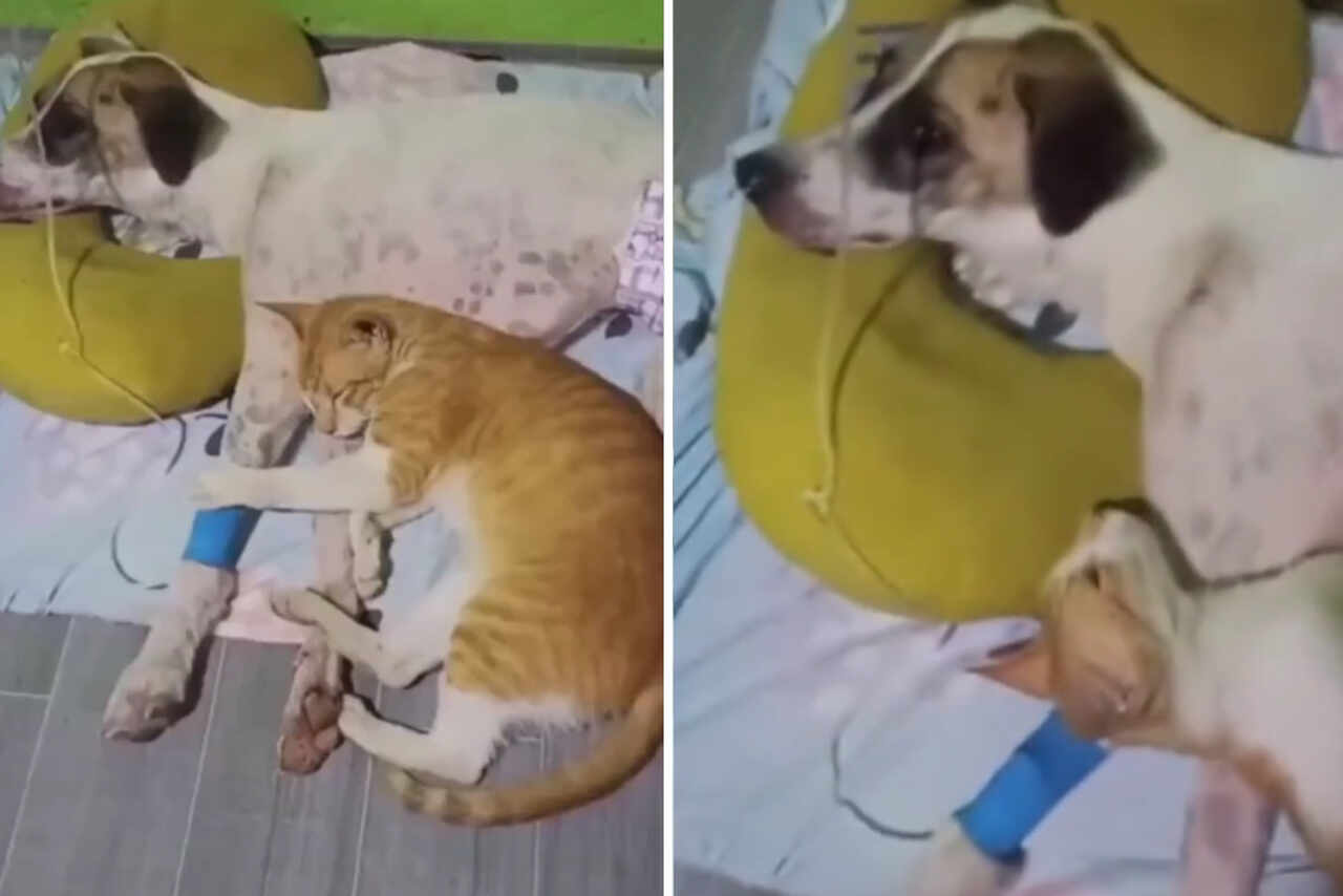 Vídeo fofo: Gato solidário se recusa a sair do lado de cão amigo que está doente