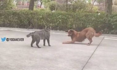Vídeo hilário: cão e gato se encaram, ensaiam luta, mas ambos têm reações dramáticas
