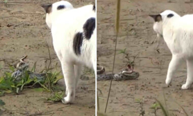 Vídeo mostra gato e cobra em duelo de vida e morte