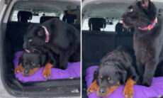 Vídeo fofo... e perigoso: cão rottweiler e pantera trocam carícias