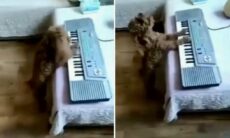 Vídeo hilário: cãozinho toca teclado e canta melhor que muita gente
