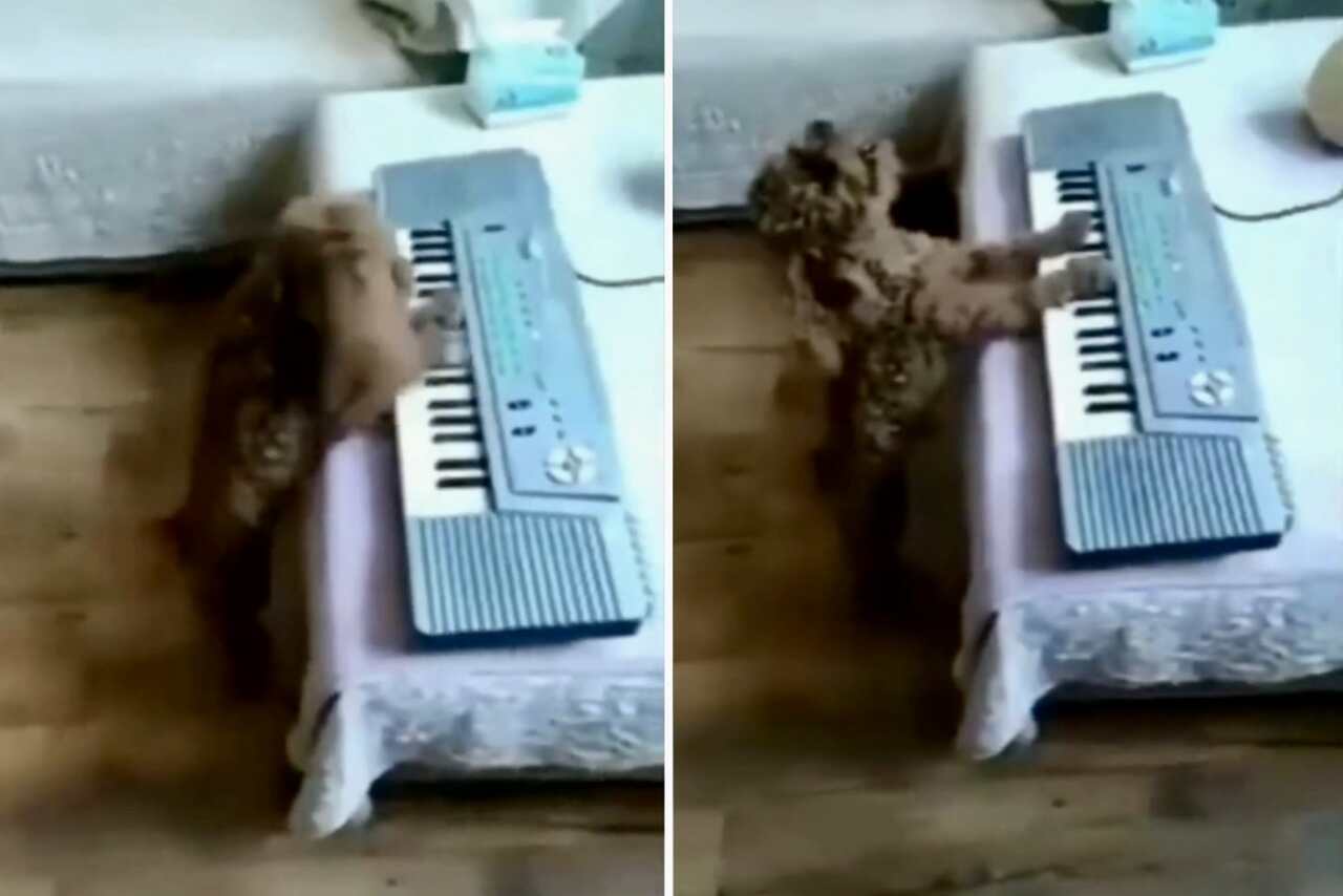 Vídeo hilário: cãozinho toca teclado e canta melhor que muita gente