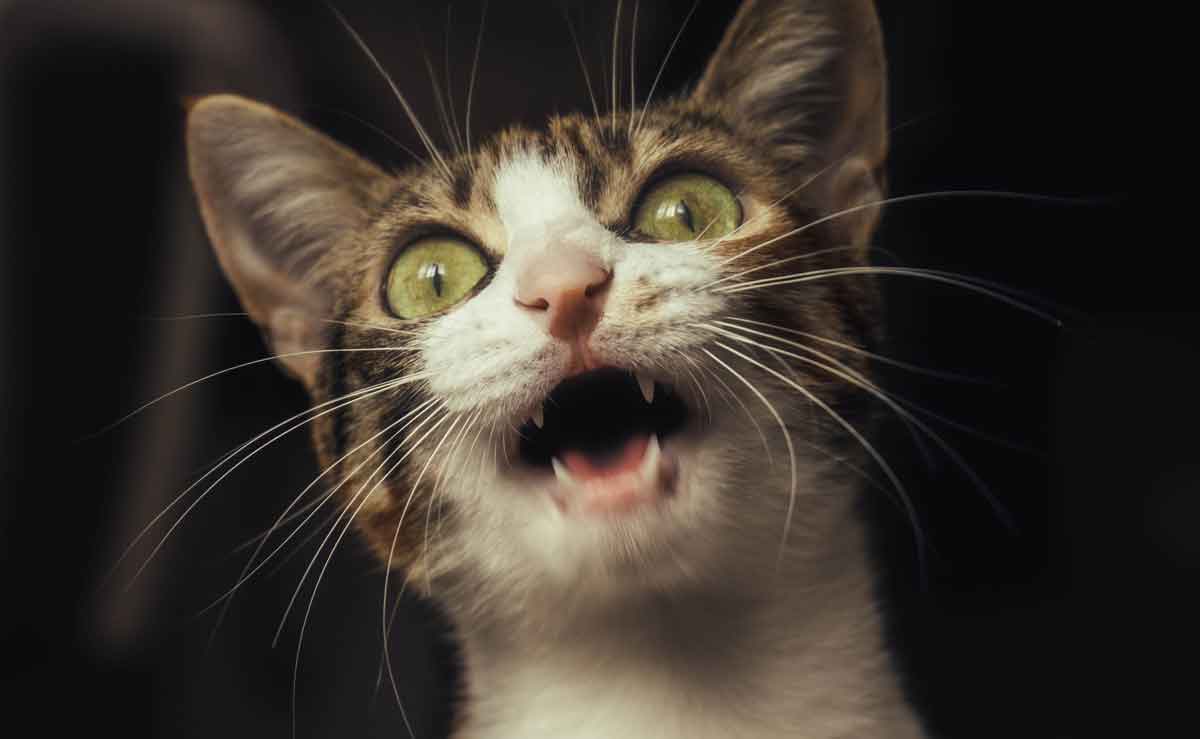 Il tuo gatto sta perdendo i denti? Scopri quando è il momento di andare dal veterinario. Foto: pexels