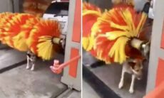 Vídeo hilário: cão vira-lata usa a criatividade para tomar seu banho