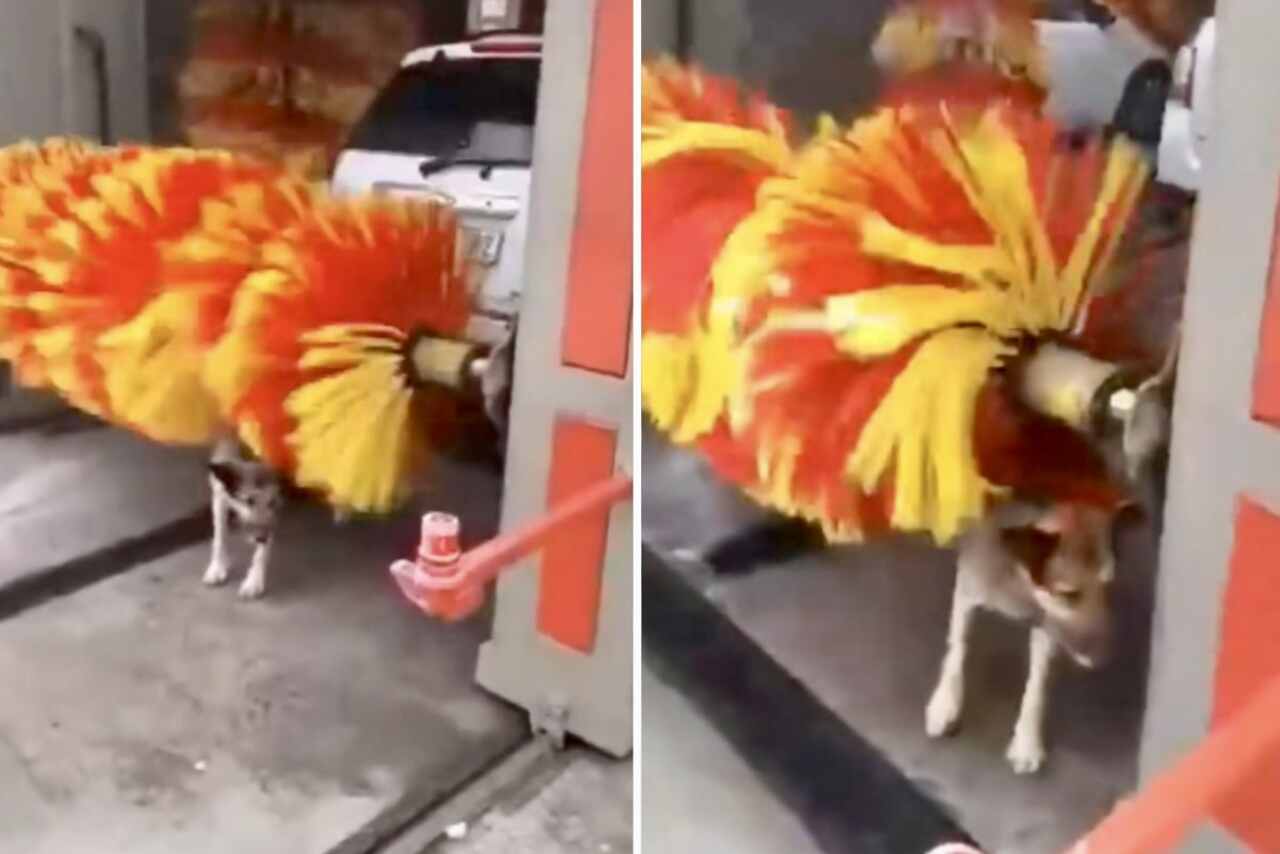 Hilarious Video: Stray Dog Gets Creative to Take a Bath