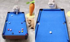 Vídeo hilário: conheça o gato que é o melhor jogador de sinuca do mundo