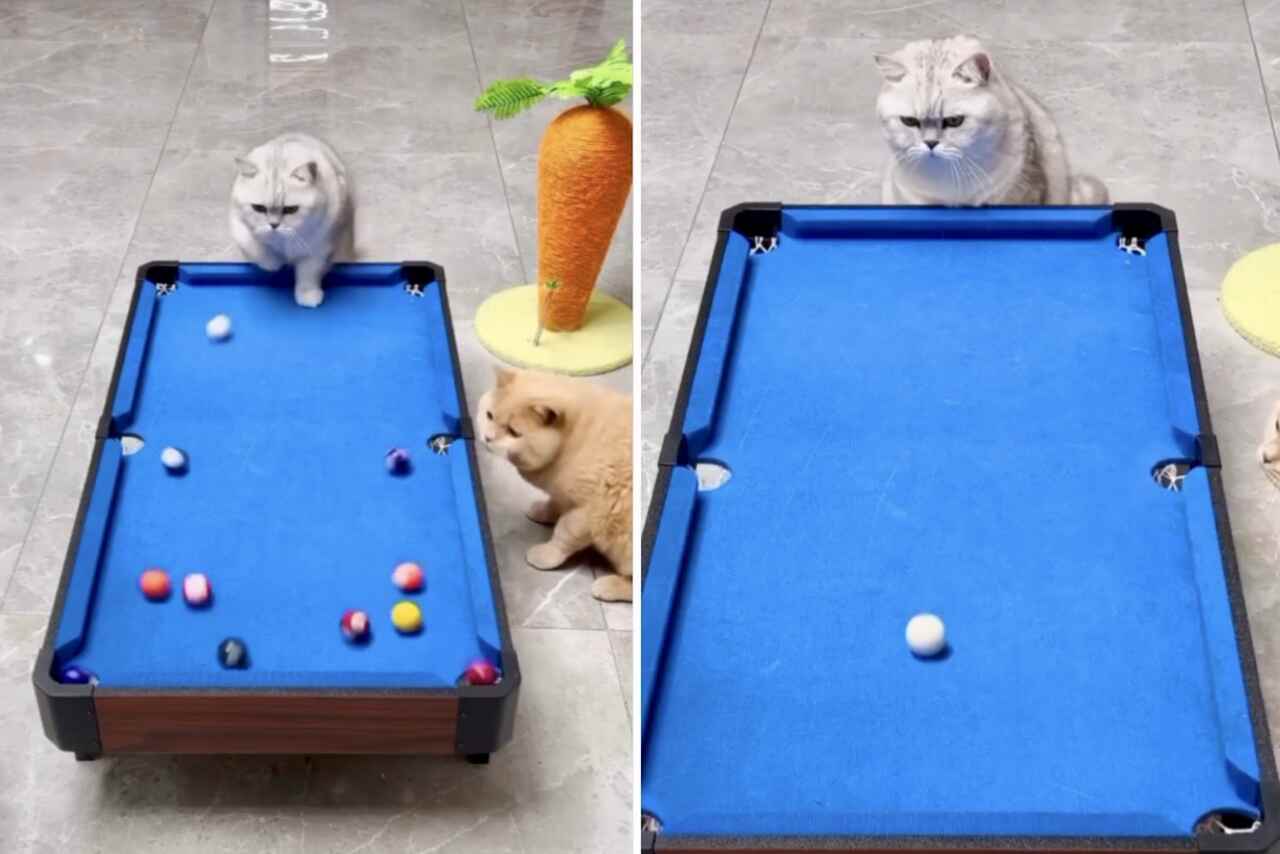 Video amuzant: Întâlnește pisica care este cel mai bun jucător de biliard din lume