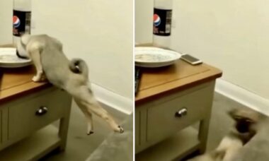 Vídeos hilários de cães trapalhões vão alegrar a sua semana
