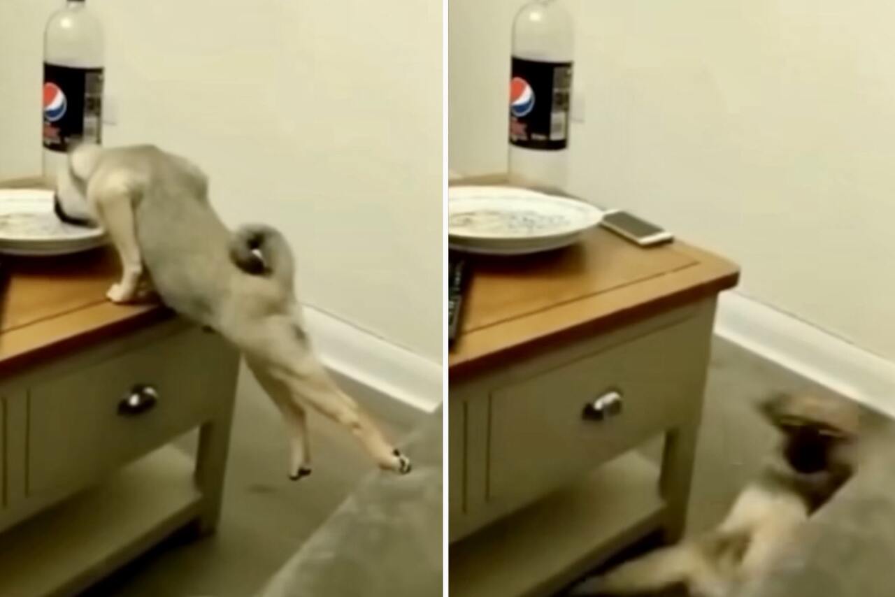 Hilarious videos of clumsy dogs will brighten up your week