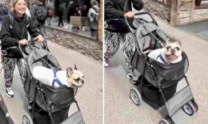 Vídeo hilário: esses devem ser os sons mais bizarros emitidos por um cão