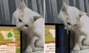 Vídeo hilário: gatos incontroláveis destroem patrimônio dos donos